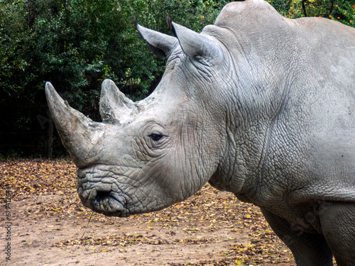 Rinoceronte bianco nello zoo, primo piano della foto 605