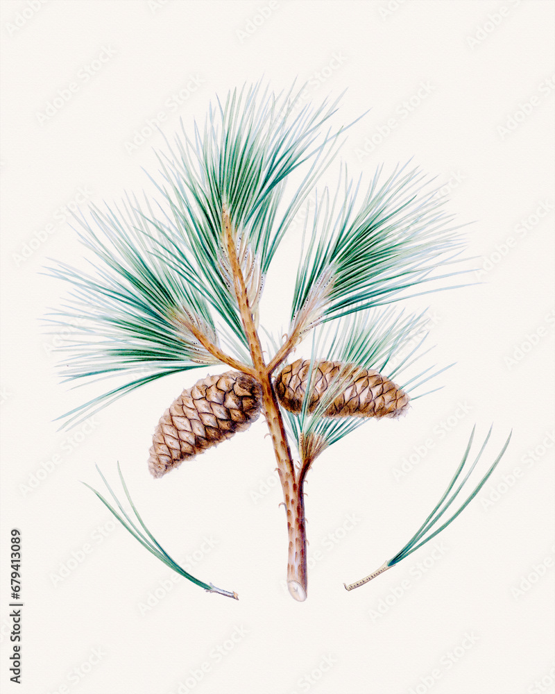 Pine cone fruits: Botanical illustration inspired by a vintage style Pine cone fruits: Botanical illustration inspired by a vintage style
