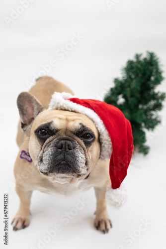 Cute French Bulldog sitting beside a Christmas tree and wearing a red Santa hat 