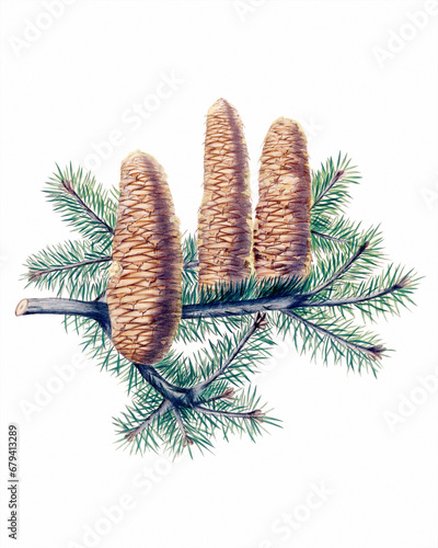 Pine cone fruits: Botanical illustration inspired by a vintage style photo