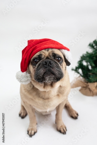 Cute pug dog sitting beside a Christmas tree and wearing a red Santa hat 