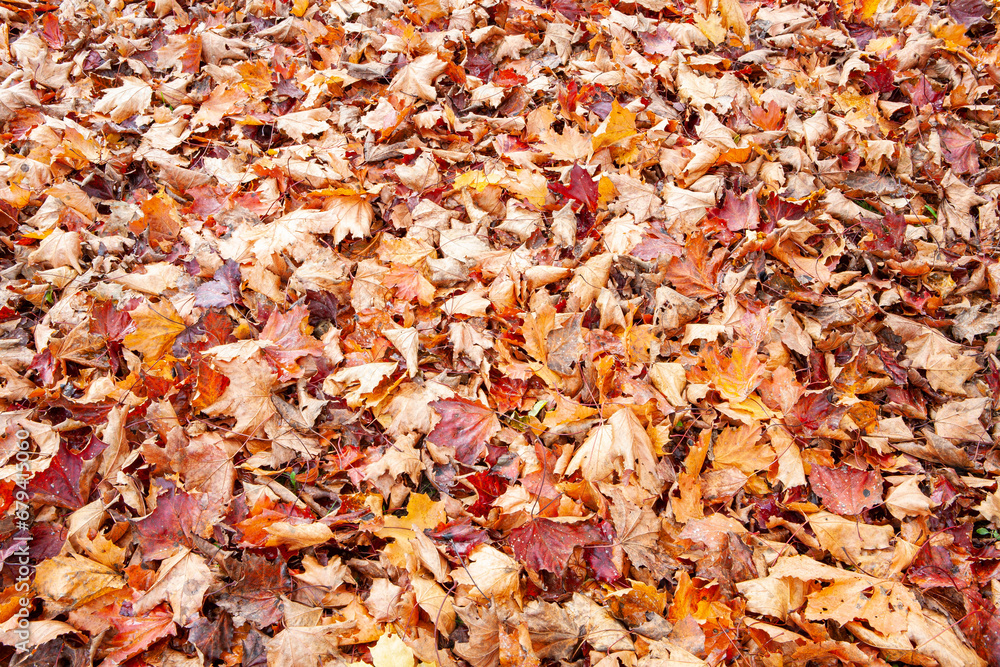 Yellow and red dry autumn leaves' carpet background