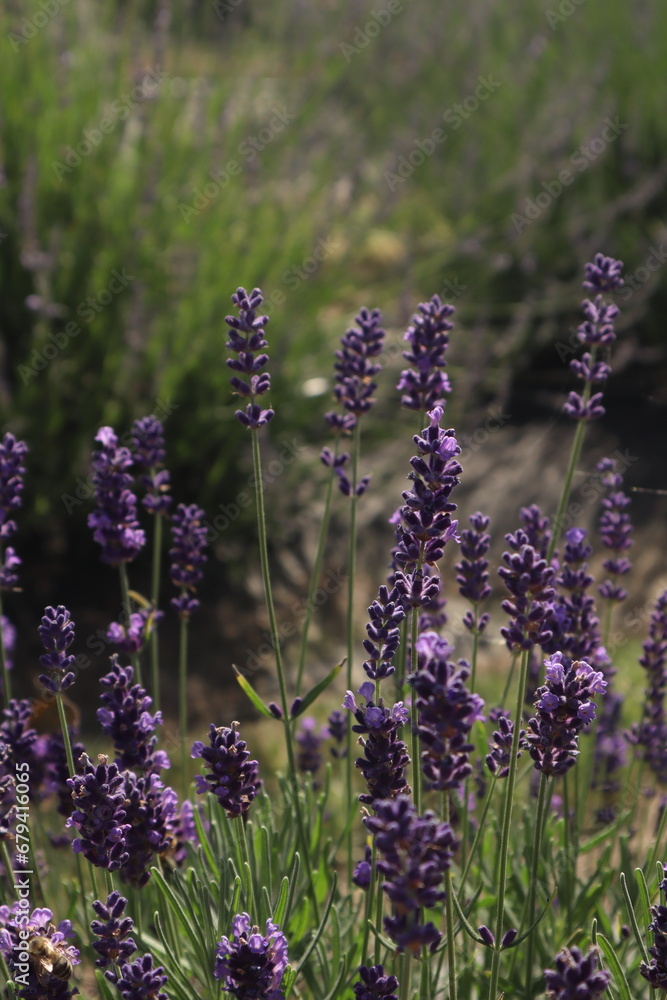 Naklejka premium field of lavender