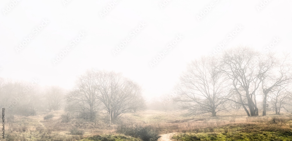 a foggy view of mysterious looking creepy big trees in the forest a foggy view of mysterious looking creepy big trees in the forest