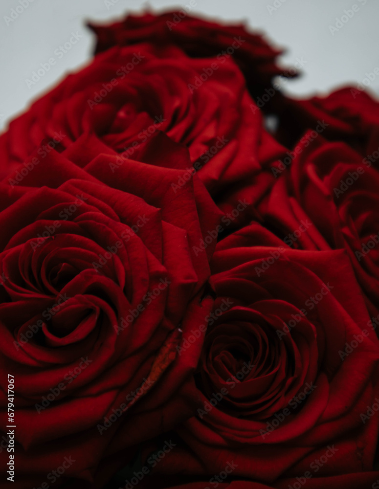 Naklejka premium close up of red roses