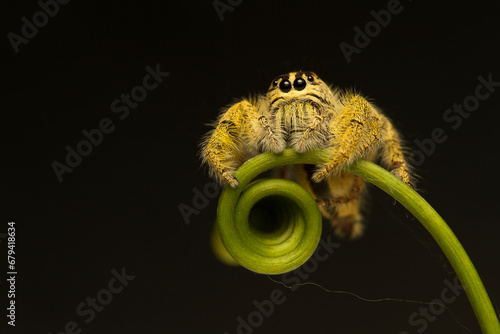 Macro shot Jumping spider hyllus diardi .extreme magnification,Jumping Spider , front view, Close up.