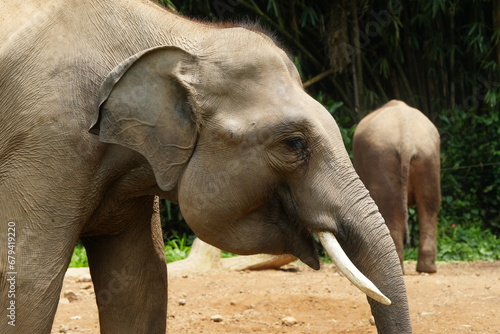 The Sumatran elephant (Elephas maximus sumatranus) is one of three recognized subspecies of the Asian elephant and is native to the Indonesian island of Sumatra. |蘇門答臘象 photo