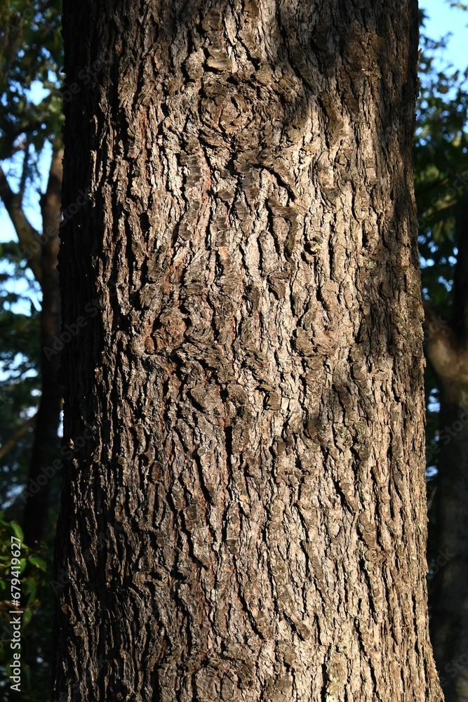 Fototapeta premium Himalayan ceder ( Cedrus deodara ) tree. Bark, leaves and cones. Pinaceae evergreen conifers. It is one of the three major park trees in the world.