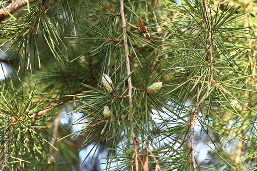 Himalayan ceder   Cedrus deodara   tree. Bark  leaves and cones. Pinaceae evergreen conifers. It is one of the three major park trees in the world.