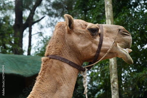 Camelus bactrianus, commonly known as the Bactrian camel, is a large, even-toed ungulate native to the steppes of Centrala Asia, particularly regions like Mongolia, China, Iran|雙峰駱駝