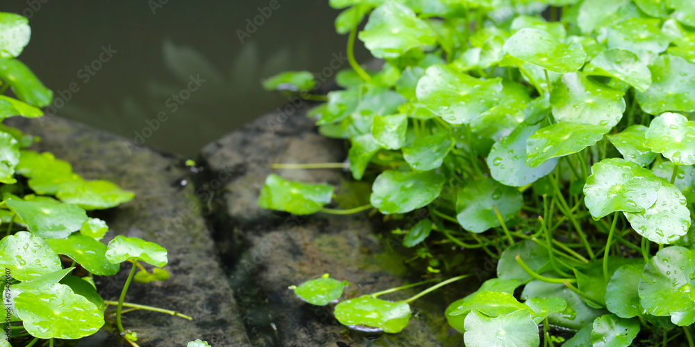 Centella asiatica (gotu kola). Raindrops on leaves Centella asiatica (gotu kola). Raindrops on leaves