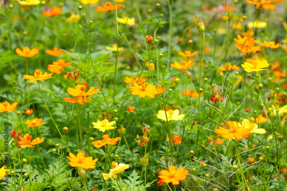 Orange yellow sulfur cosmos or yellow cosmos flower. Orange yellow sulfur cosmos or yellow cosmos flower.