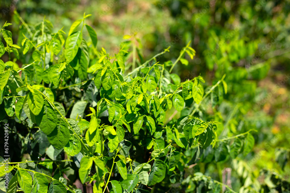 Obraz premium Green leaves of sauropus androgynus