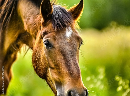 Brown horse in the field closeup