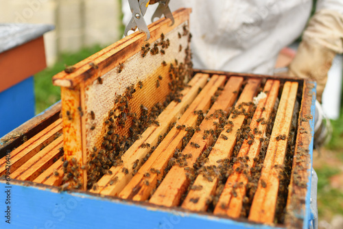 A beehive with bees. Close up macro. © o1559kip