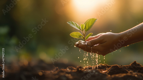 Close-up view of a hand caring for a young tree with water in a serene park, with the sun setting in the background.