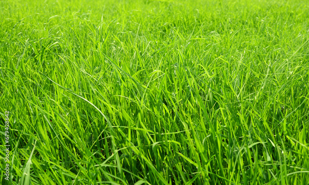 Obraz premium green grass in the wind