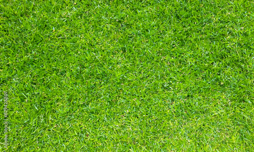 Fototapeta premium green grass texture