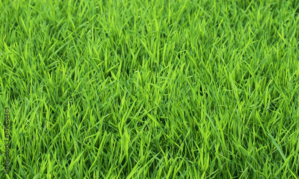 green grass in the wind green grass in the wind