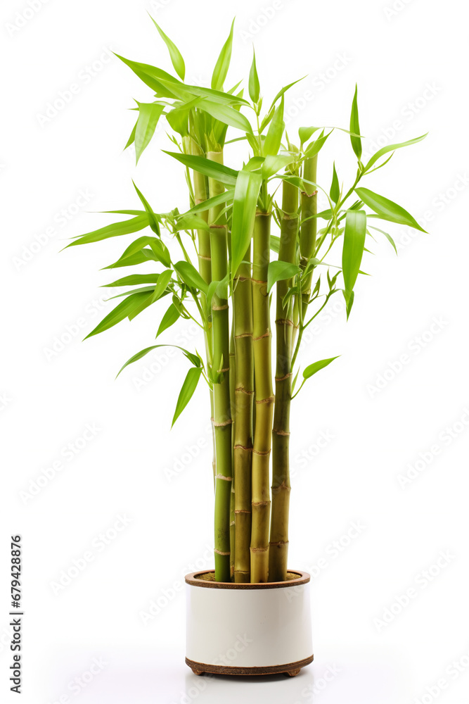Obraz premium bamboo, isolated on white background, AI Generative.