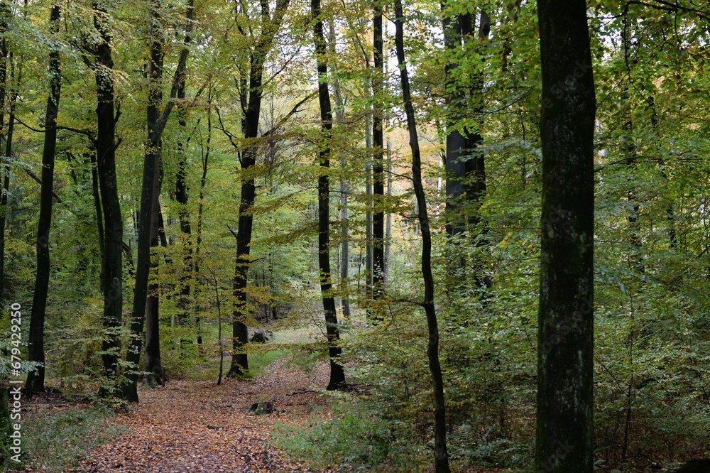 Wanderweg im Herbstwald