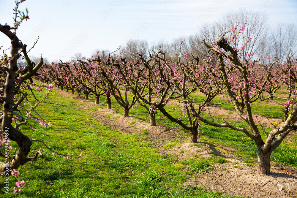 View of field with flowering peach trees at sunny day