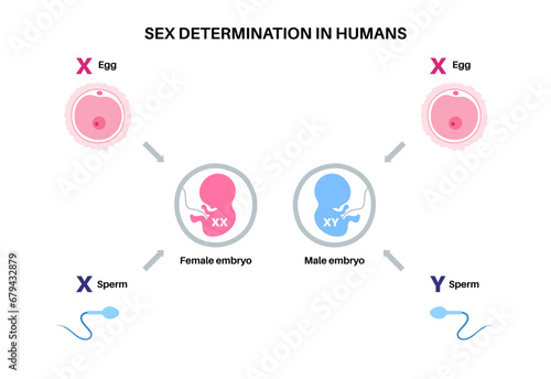 Sex Determination in Humans