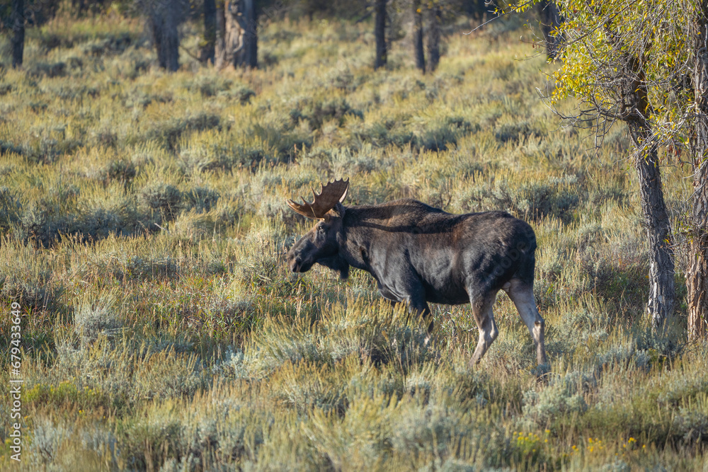 Bull Moose (Alces alces) in Autumn Colors in Grand Teton National Park, Wyoming Bull Moose (Alces alces) in Autumn Colors in Grand Teton National Park, Wyoming