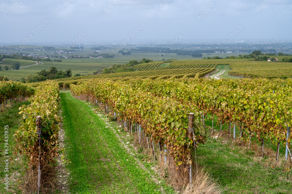 Harvest time in Cognac white wine region, Charente, vineyards with rows of ripe ready to harvest ugni blanc grape uses for Cognac strong spirits distillation, France