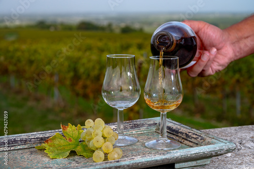 Tasting of Cognac strong alcohol drink in Cognac region, Charente with rows of ripe ready to harvest ugni blanc grape on background uses for spirits distillation, France photo