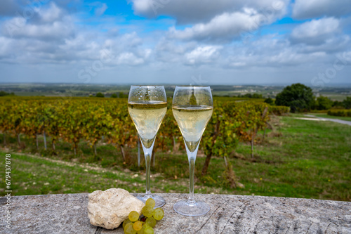 Tasting of grand cru sparkling white wine with bubbles champagne on chardonnay vineyards in Avize,  grand cru wine producer small village, Cote des Blancs, Champagne, France photo