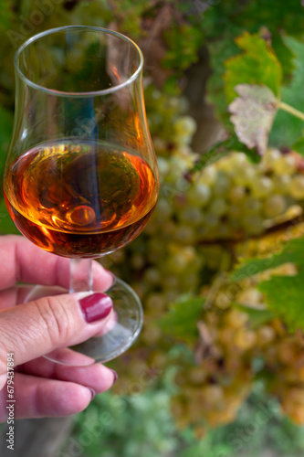 Tasting of Cognac strong alcohol drink in Cognac region, Charente with ripe ready to harvest ugni blanc grape on background uses for spirits distillation, France