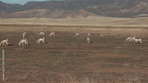 Pronghorn antelope grazing in high desert grasslands of central Arizona. Static wide shot shows numerous animals grazing in foreground and many others lying down in background. photo