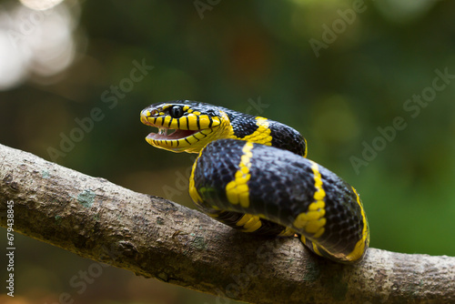 Boiga snake dendrophila yellow ringed, Head of Boiga dendrophila on nature background