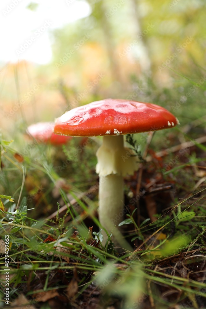 Fresh wild mushroom growing in forest, closeup Fresh wild mushroom growing in forest, closeup
