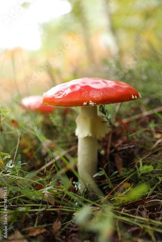 Fresh wild mushroom growing in forest, closeup