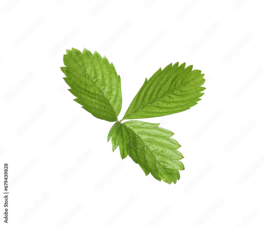 Green wild strawberry leaf isolated on white Green wild strawberry leaf isolated on white