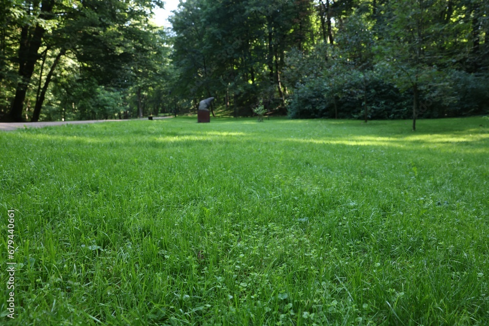 Obraz premium Beautiful fresh green grass on sunny day
