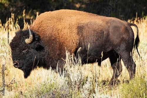 The big bull
