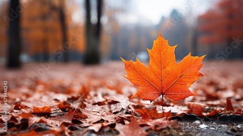 Maple leaf on the asphalt in the autumn park. Autumn background