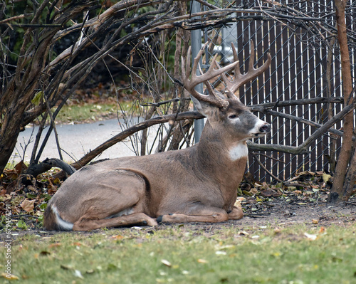 White-tailed deer