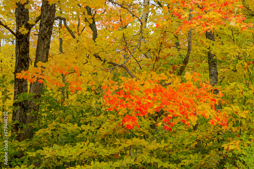 autumn leaves in the forest