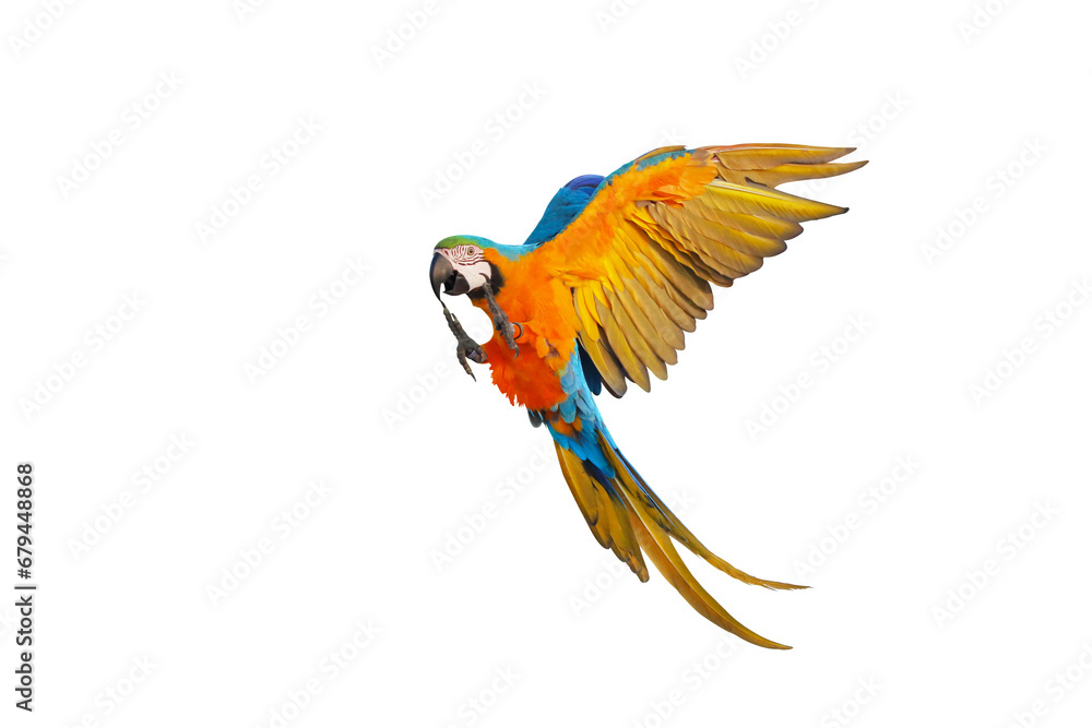 Beautiful flying parrot isolated on transparent background png file