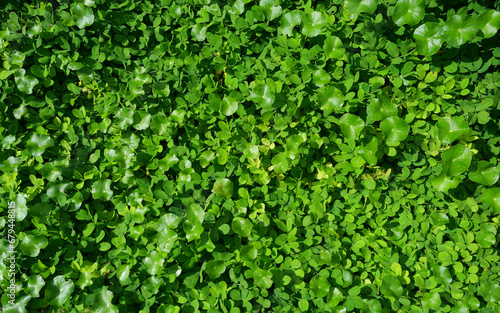 Group of fresh green leaves and bush  Background from plants and tree leaf