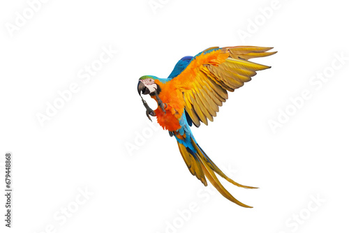 Beautiful flying parrot isolated on transparent background png file