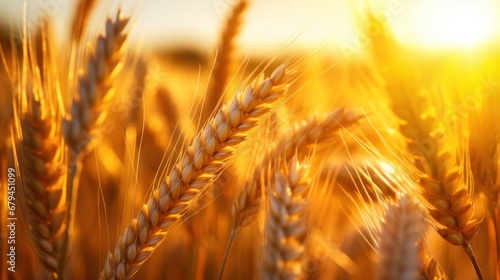 Wheat field Ears of golden wheat close up. Beautiful nature sunset landscape. Generative AI.