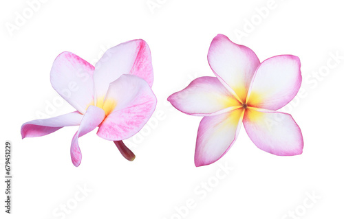 Plumeria or Frangipani or Temple tree flower. Collection single pink-yellow frangipani flowers isolated on transparent background.