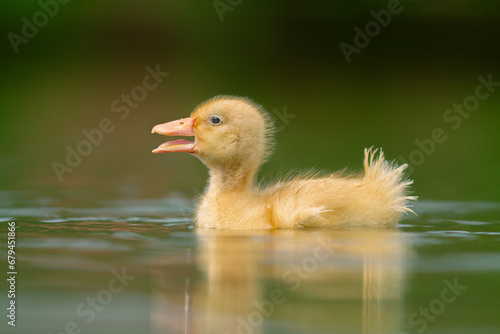 Innocent duckling swimming in the water happily. Animal closeup  © Komodo Studios 