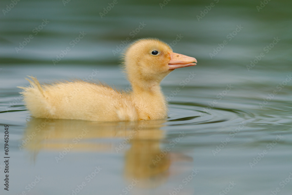 Innocent duckling swimming in the water happily. Animal closeup 