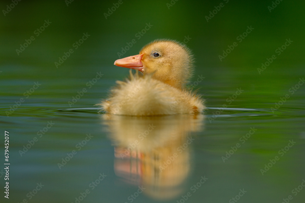 Innocent duckling swimming in the water happily. Animal closeup Innocent duckling swimming in the water happily. Animal closeup